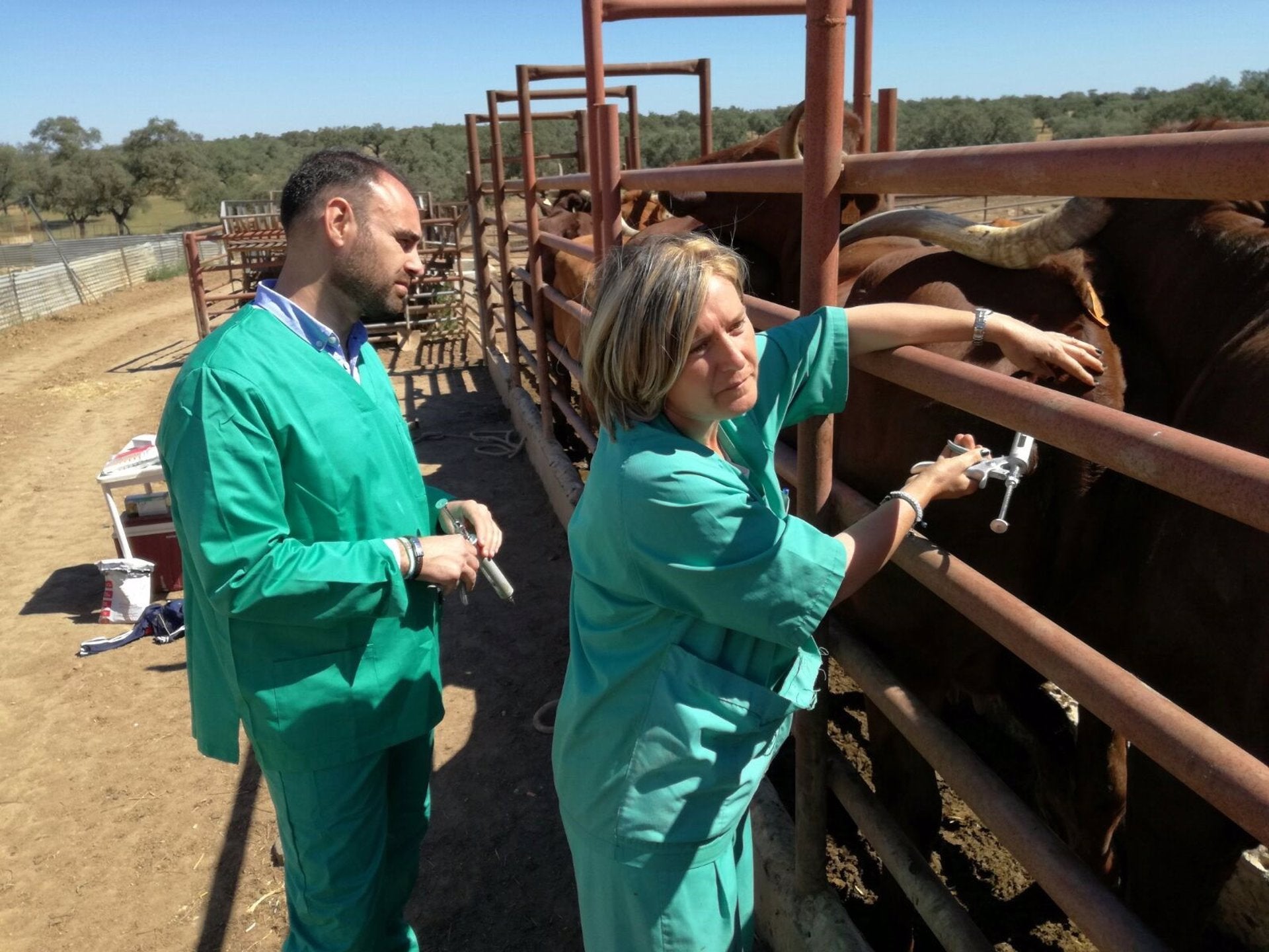 Extremadura con más de 100 focos detectados comienza a vacunar contra la lengua azul a más comarcas para frenar el avance Extremadura con más de 100 focos detectados comienza a vacunar contra la lengua azul a más comarcas para frenar el avance