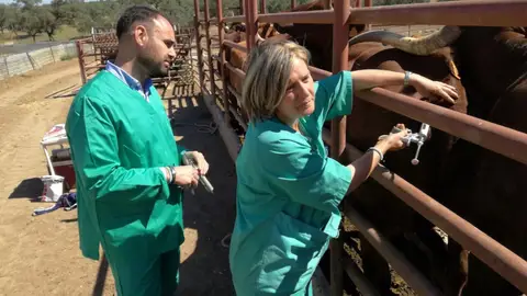 Extremadura con más de 100 focos detectados comienza a vacunar contra la lengua azul a más comarcas para frenar el avance Extremadura con más de 100 focos detectados comienza a vacunar contra la lengua azul a más comarcas para frenar el avance