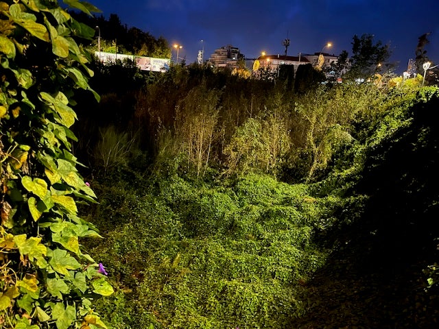 El temporal Kirk deja al descubierto un "bosque" en pleno centro de Vigo El temporal Kirk deja al descubierto un "bosque" en pleno centro de Vigo