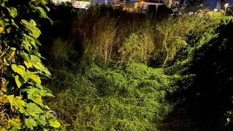 El temporal Kirk deja al descubierto un bosque en pleno centro de Vigo El temporal Kirk deja al descubierto un bosque en pleno centro de Vigo