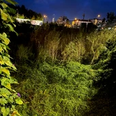 El temporal Kirk deja al descubierto un bosque en pleno centro de Vigo El temporal Kirk deja al descubierto un bosque en pleno centro de Vigo