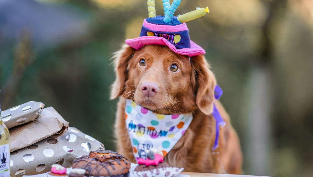 Un perro de cumpleaños Un perro de cumpleaños