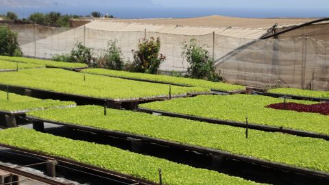 agricultura en Canarias