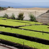 agricultura en Canarias