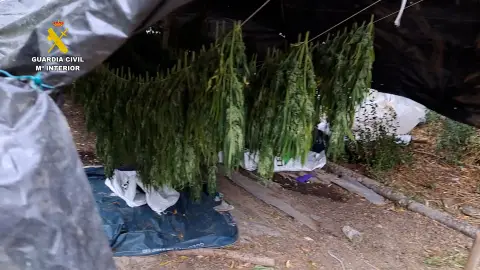 La operación “Shikoni” ha permitido detener a dos personas por esta plantación de marihuana La operación “Shikoni” ha permitido detener a dos personas por esta plantación de marihuana