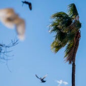 La Comunitat Valenciana en alerta amarilla por viento