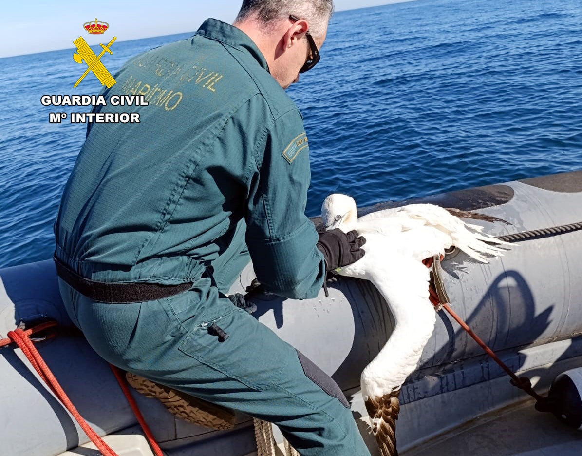 Rescatado un alcatraz enredado en un palangre en la zona de la Virgen del Mar en Santander Rescatado un alcatraz enredado en un palangre en la zona de la Virgen del Mar en Santander