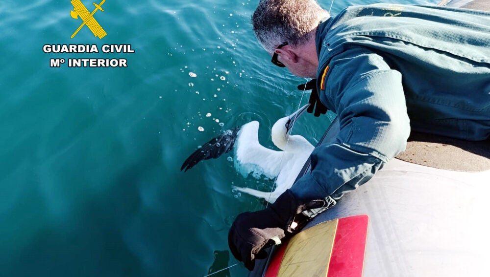 La Guardia Civil de Cantabria rescata un alcatraz