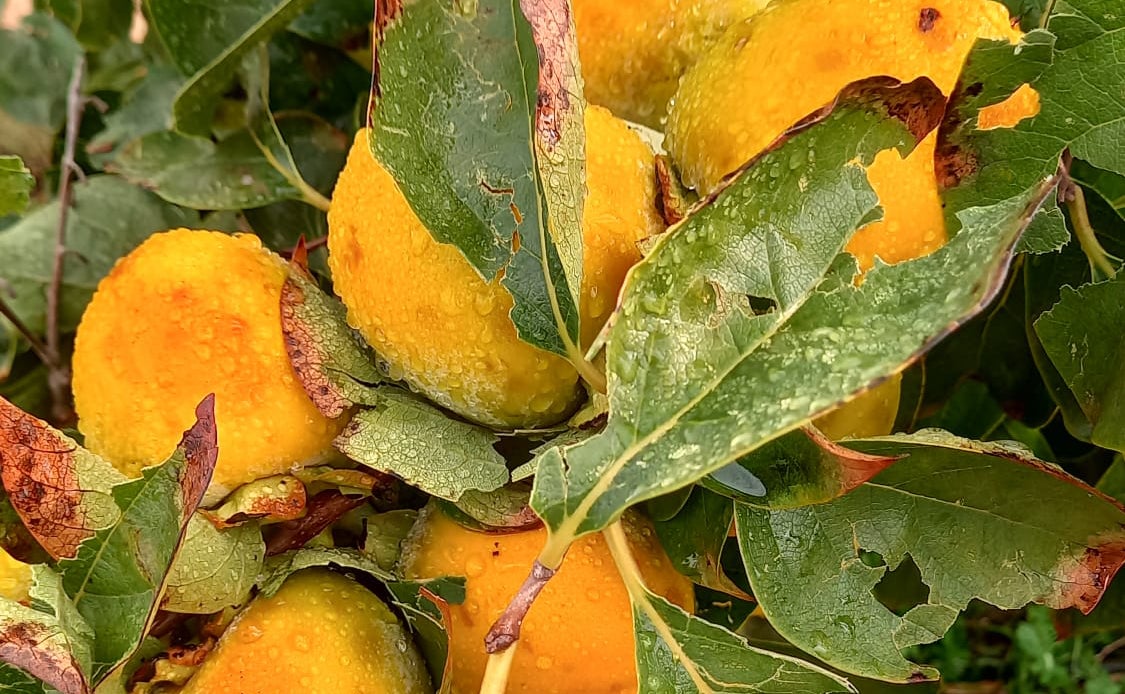 El pedrisco ocasiona daños que llegan al 100% en el cultivo del Kaki en algunas zonas de la comarca de La Costera El pedrisco ocasiona daños que llegan al 100% en el cultivo del Kaki en algunas zonas de la comarca de La Costera