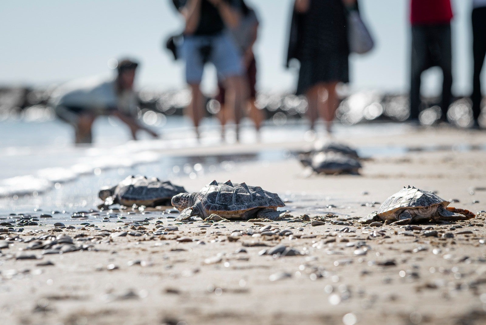 Matemáticas en verano y tortugas en nuestras playas Matemáticas en verano y tortugas en nuestras playas
