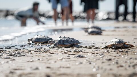 Regresan al mar las 22 tortugas de Almassora tras un a&ntilde;o de cuidados en el Oceanogr&agrave;fic