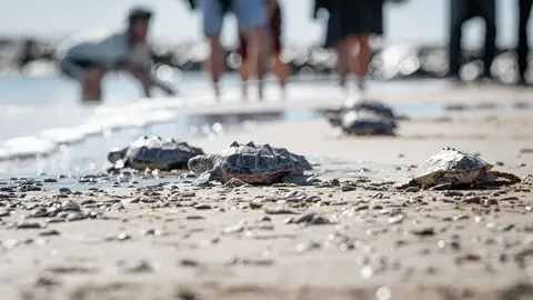 Regresan al mar las 22 tortugas de Almassora tras un año de cuidados en el Oceanogràfic Regresan al mar las 22 tortugas de Almassora tras un año de cuidados en el Oceanogràfic