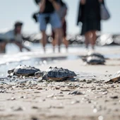 Regresan al mar las 22 tortugas de Almassora tras un año de cuidados en el Oceanogràfic Regresan al mar las 22 tortugas de Almassora tras un año de cuidados en el Oceanogràfic