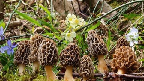 Morchella en el Parque Micol&oacute;gico Comunidad de Albarrac&iacute;n