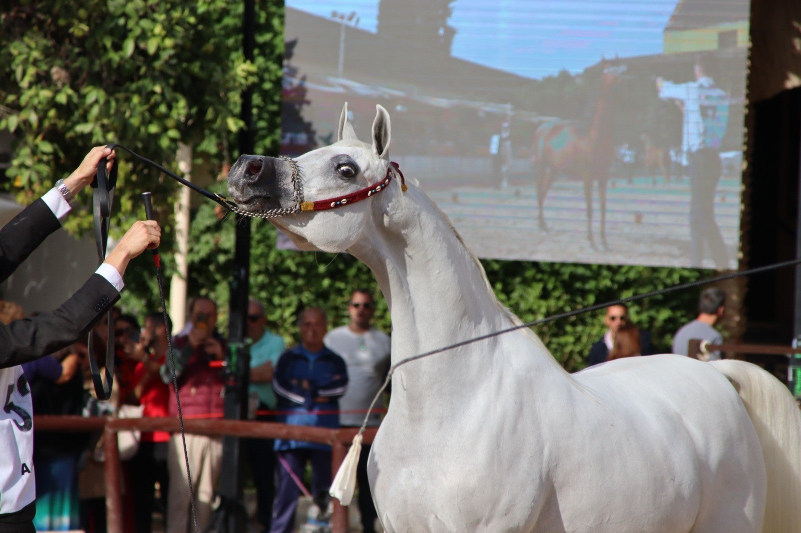 Éxito del Campeonato de España del Caballo Árabe en Caballerizas Reales de Córdoba Éxito del Campeonato de España del Caballo Árabe en Caballerizas Reales de Córdoba