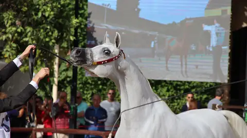 Éxito del Campeonato de España del Caballo Árabe en Caballerizas Reales de Córdoba Éxito del Campeonato de España del Caballo Árabe en Caballerizas Reales de Córdoba