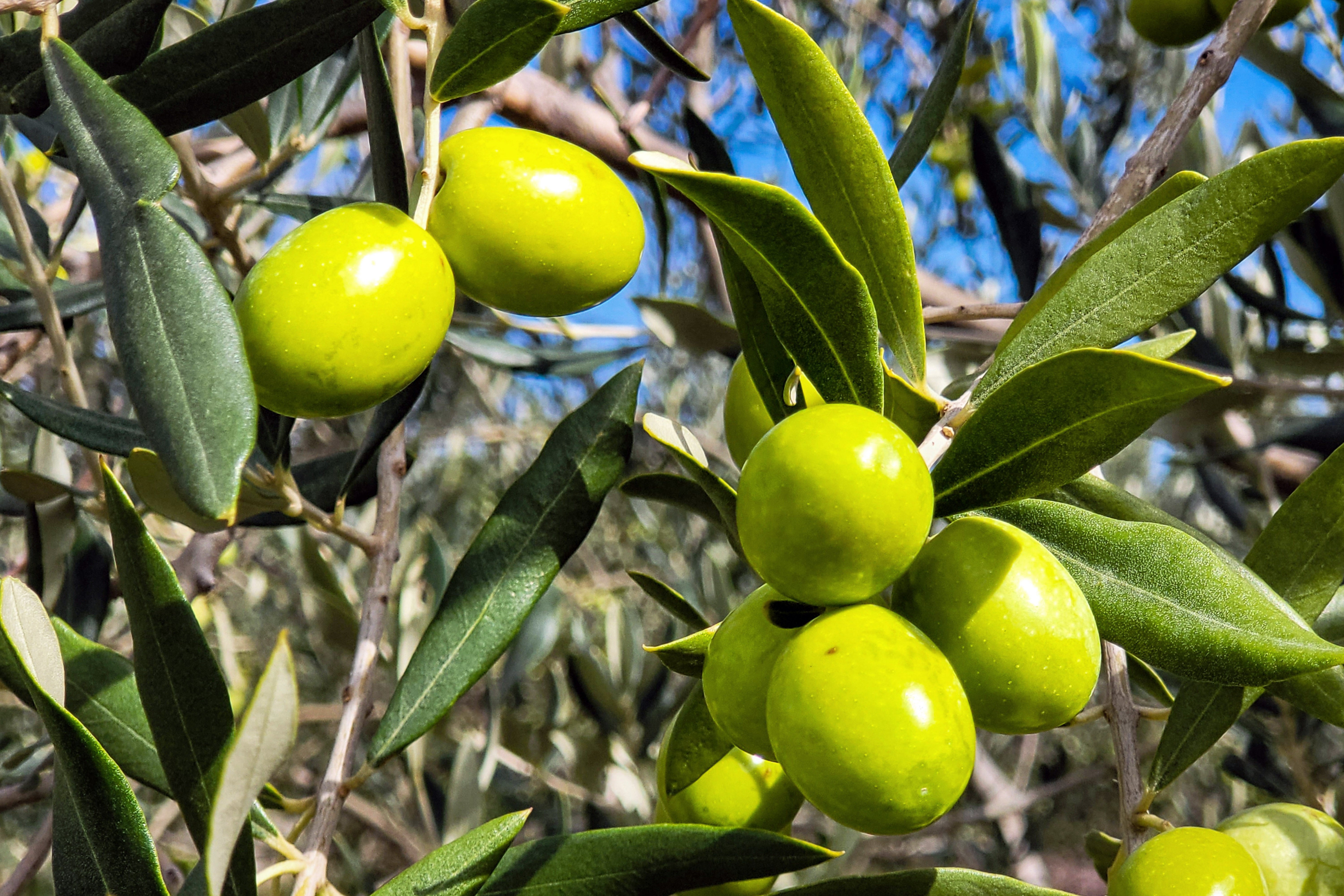 Empieza la molturación de los primeros monovarietales en la Cooperativa Olivarera de Valdepeñas Empieza la molturación de los primeros monovarietales en la Cooperativa Olivarera de Valdepeñas