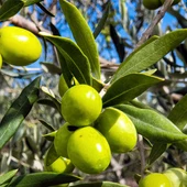 Olivar con aceituna verde Olivar con aceituna verde
