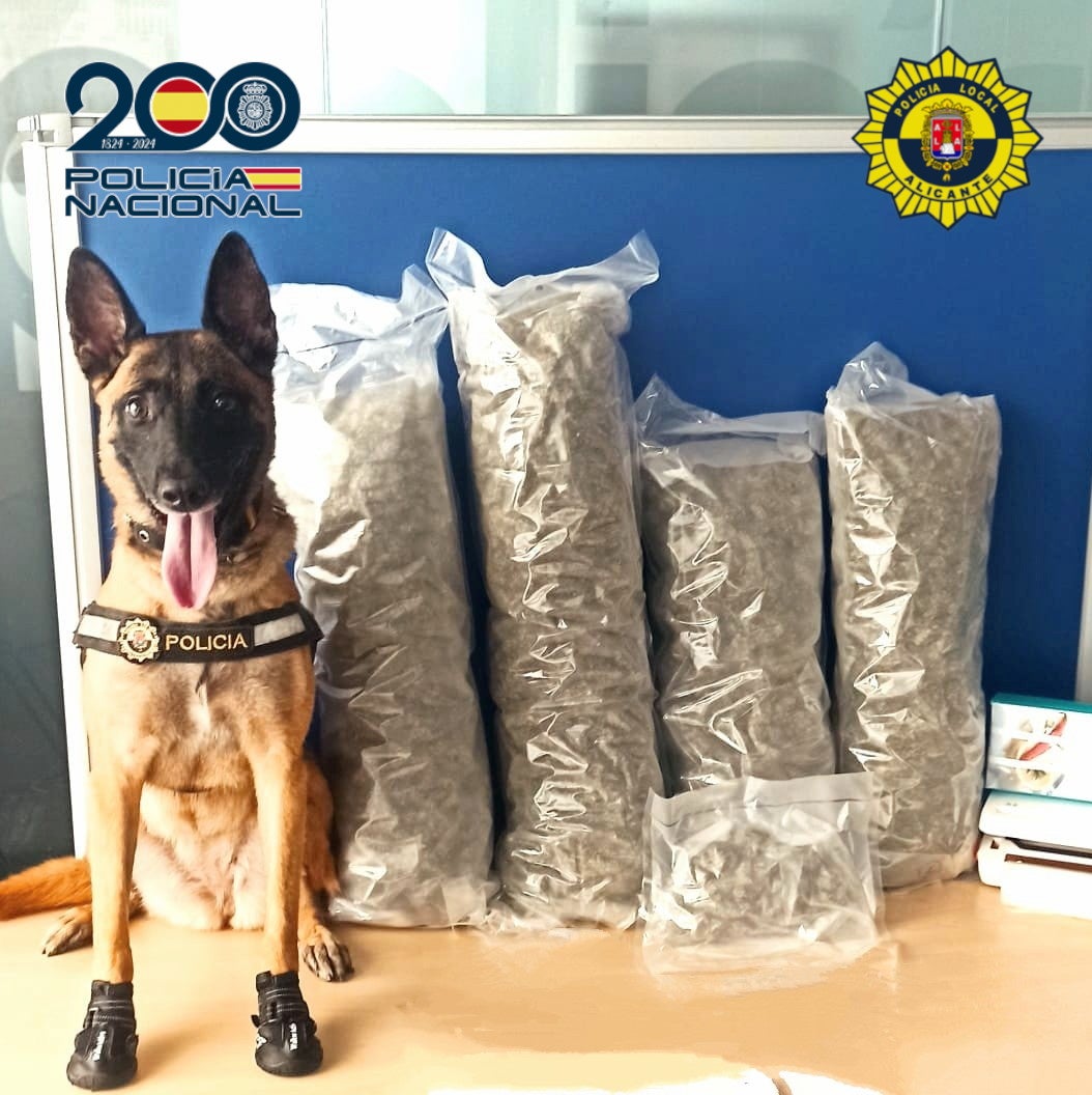 Un detenido en la estación de autobuses de Alicante por transportar más de cuatro kilos de marihuana Un detenido en la estación de autobuses de Alicante por transportar más de cuatro kilos de marihuana