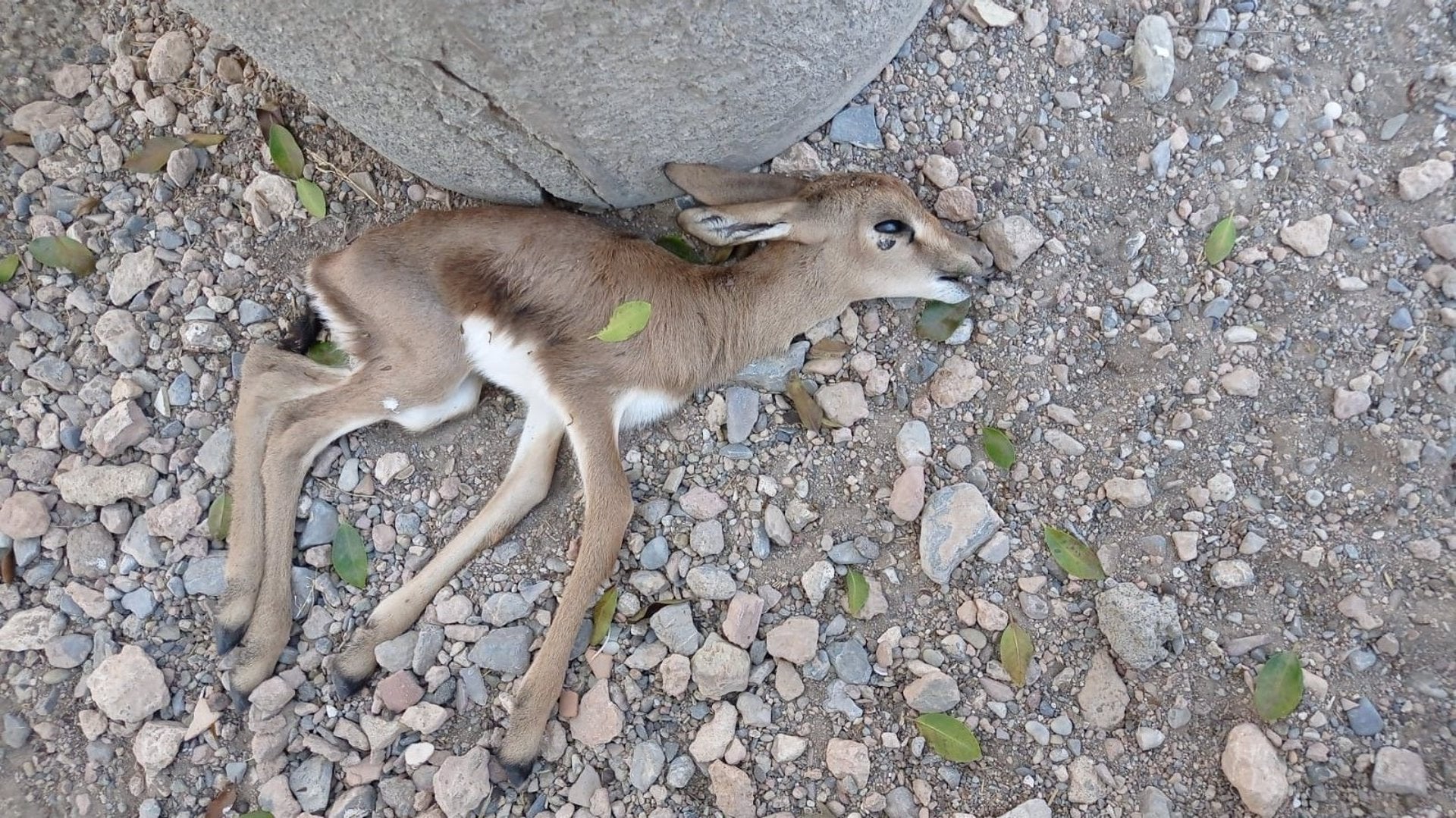 El Ayuntamiento de Almería encarga un informe externo por la muerte de las gacelas de La Hoya El Ayuntamiento de Almería encarga un informe externo por la muerte de las gacelas de La Hoya