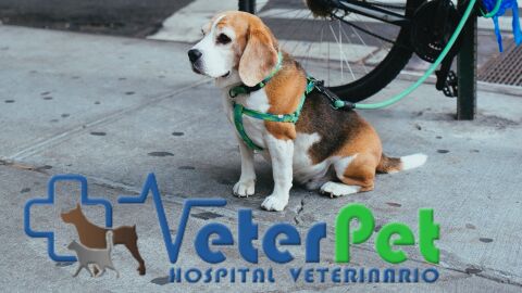 Adiestramiento canino