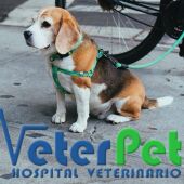 ¿Impuesto por tener una mascota? Una posibilidad no tan lejana que analizamos con Ángel Osuna 