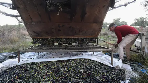 Asaja solicita la regulación de extranjeros para la campaña de la aceituna ante la falta de mano de obra Asaja solicita la regulación de extranjeros para la campaña de la aceituna ante la falta de mano de obra