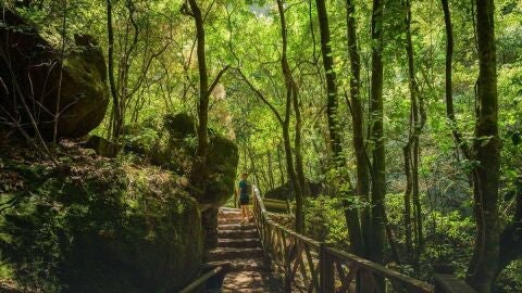 Bosque de Los Tilos en la isla de La Palma