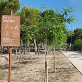 Benidorm combatirá el calor en meses estivales con el incremento de arbolado en sus parques y vías públicas Benidorm combatirá el calor en meses estivales con el incremento de arbolado en sus parques y vías públicas