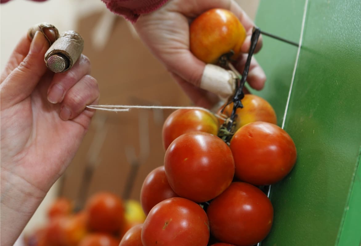 Hoy cocinamos con Miguel Barrera un plato con tomata de penjar de Alcalà de Xivert Hoy cocinamos con Miguel Barrera un plato con tomata de penjar de Alcalà de Xivert