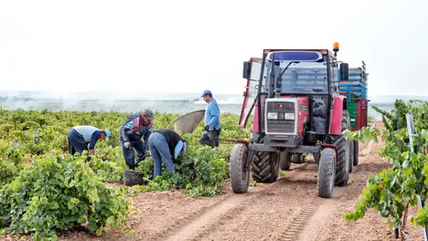 Labores de vendimia Labores de vendimia