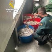 Incautados 220 kilos de pulpo inmaduro que llevaba una embarcación en el puerto de Burriana