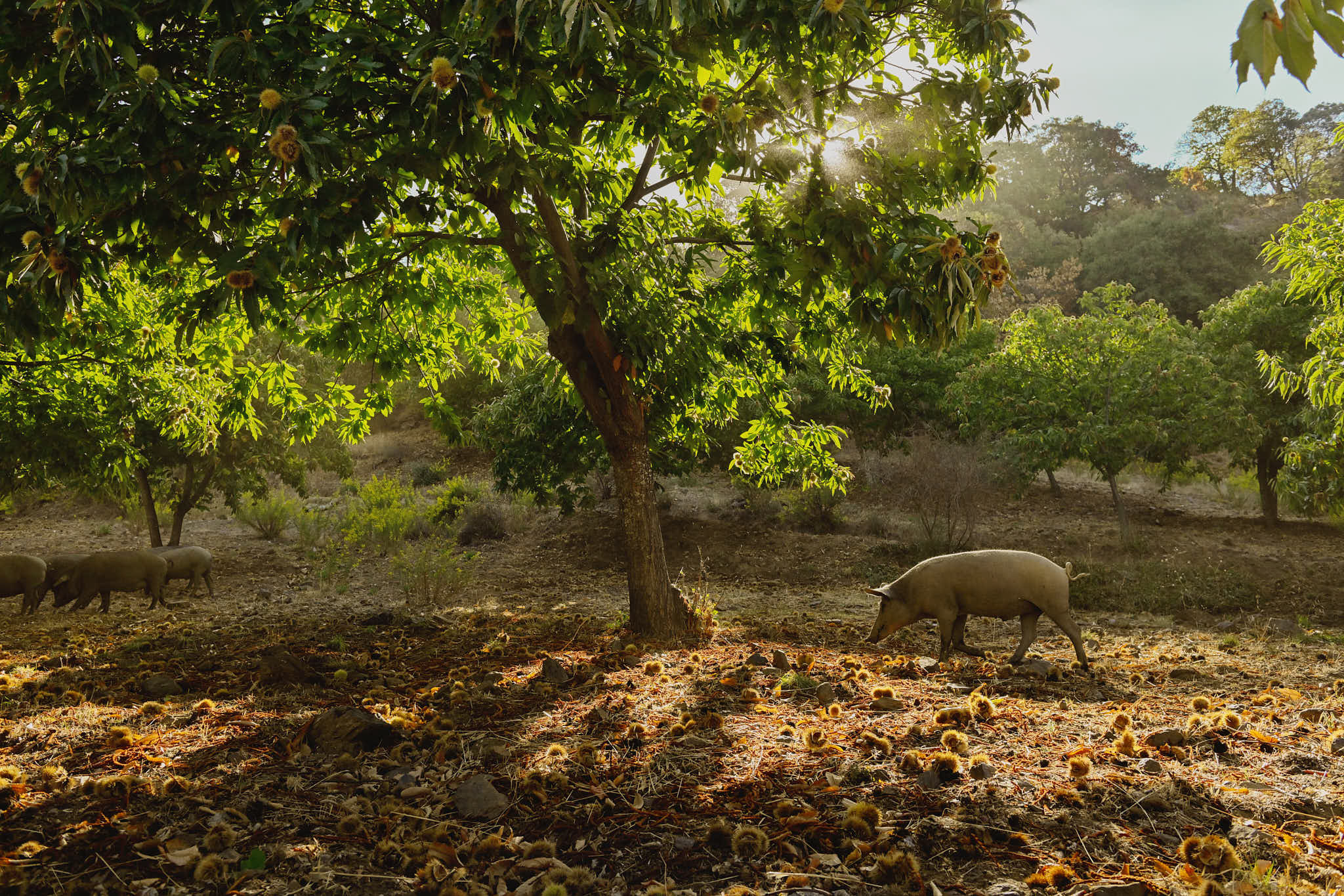 'Dehesa Monteros': el 'sueño ibérico' de Chelo Gámez y los cerdos que comen castañas en la Serranía de Ronda 'Dehesa Monteros': el 'sueño ibérico' de Chelo Gámez y los cerdos que comen castañas en la Serranía de Ronda
