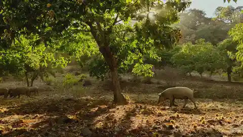 Los cerdos de 'Dehesa Monteros' en la Serranía de Ronda Los cerdos de 'Dehesa Monteros' en la Serranía de Ronda