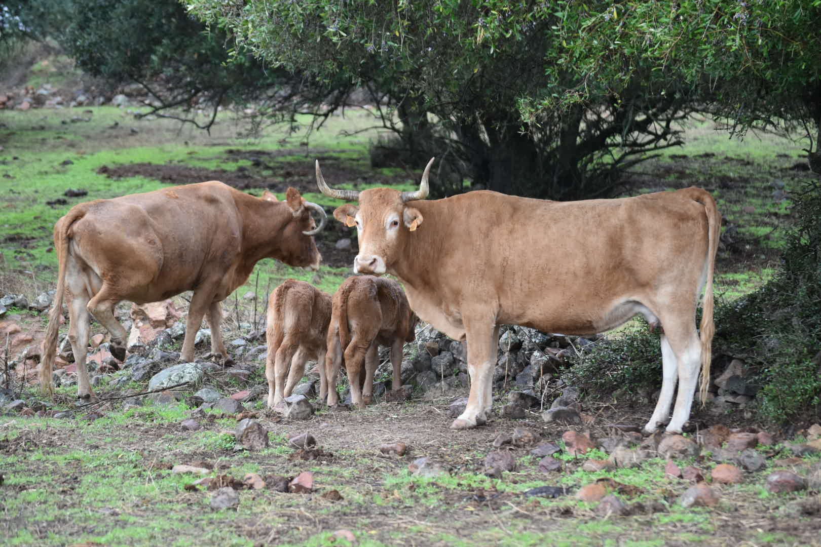 Así es el cuidado del toro bravo en la provincia de Córdoba Así es el cuidado del toro bravo en la provincia de Córdoba