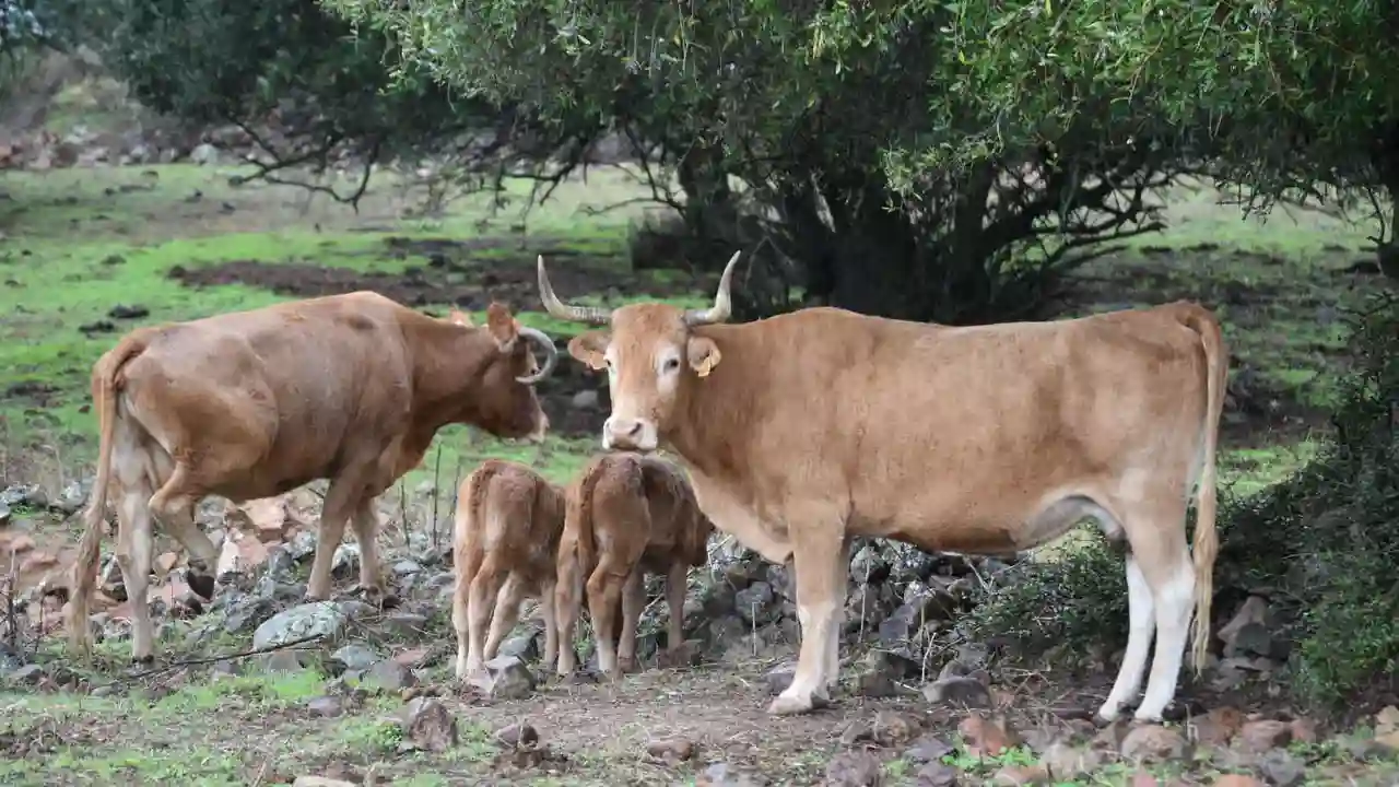 Así es el cuidado del toro bravo en la provincia de Córdoba Así es el cuidado del toro bravo en la provincia de Córdoba