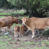 Así es el cuidado del toro bravo en la provincia de Córdoba