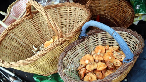 Cistells de rovellons a la comarca del Bergued&agrave;