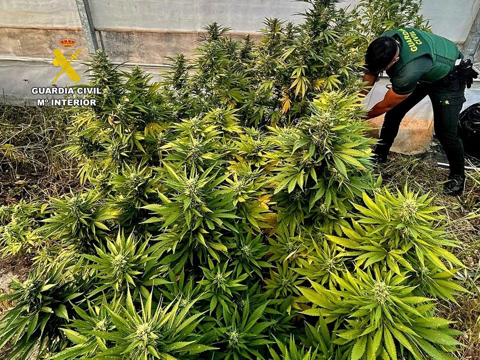 La Guardia Civil desmantela dos puntos de distribución de drogas en Callosa d’En Sarrià durante las fiestas patronales La Guardia Civil desmantela dos puntos de distribución de drogas en Callosa d’En Sarrià durante las fiestas patronales