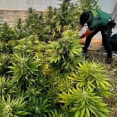 Operación contra la droga en Callosa d'En Sarrià