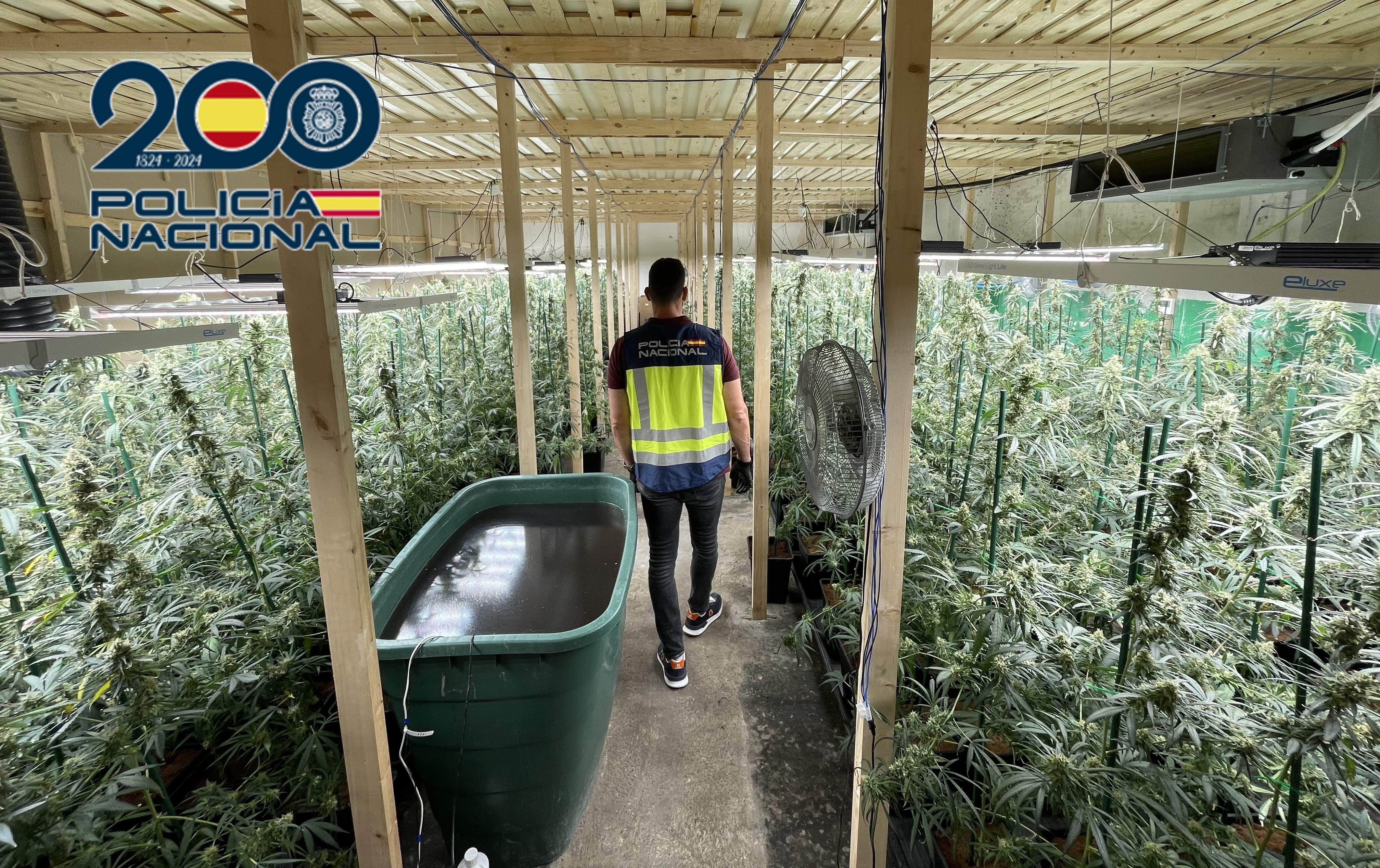 La Policía Nacional desmantela en Alzira una plantación indoor de marihuana con más de 1000 plantas La Policía Nacional desmantela en Alzira una plantación indoor de marihuana con más de 1000 plantas