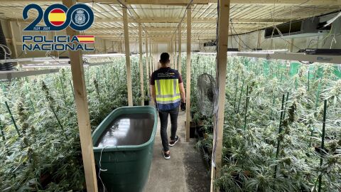 La Polic&iacute;a Nacional desmantela en Alzira una plantaci&oacute;n indoor de marihuana con m&aacute;s de 1000 plantas