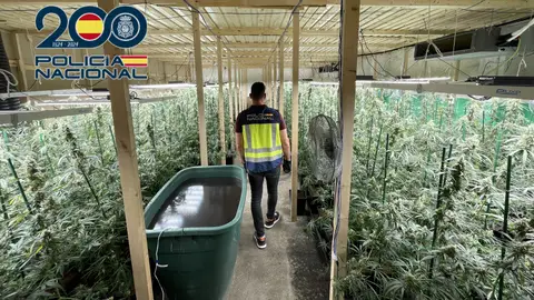 La Policía Nacional desmantela en Alzira una plantación indoor de marihuana con más de 1000 plantas La Policía Nacional desmantela en Alzira una plantación indoor de marihuana con más de 1000 plantas