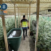 La Policía Nacional desmantela en Alzira una plantación indoor de marihuana con más de 1000 plantas La Policía Nacional desmantela en Alzira una plantación indoor de marihuana con más de 1000 plantas