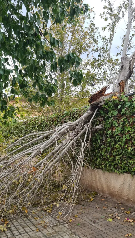 Árbol caído por en viento Elche. Árbol caído por en viento Elche.
