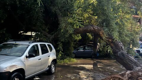 &Aacute;rbol ca&iacute;do en Alberic