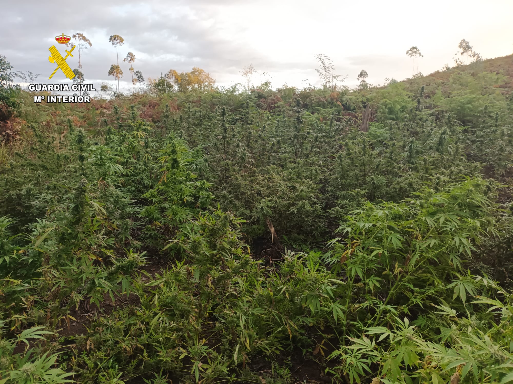 Detenido en Llanera por cultivar marihuana Detenido en Llanera por cultivar marihuana