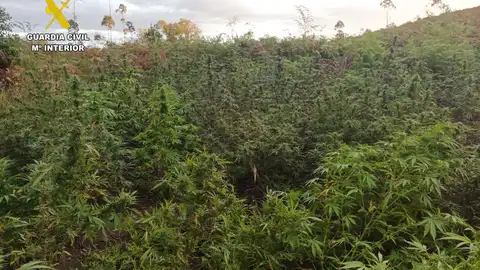 Detenido en Llanera por cultivar marihuana Detenido en Llanera por cultivar marihuana