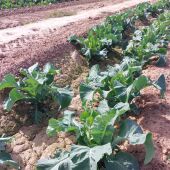 La lluvia da un respiro a la hortaliza de la Vega Baja tras los recortes de agua impuestos por la Confederación Hidrográfica del Segura