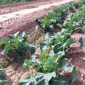La lluvia da un respiro a la hortaliza de la Vega Baja tras los recortes de agua impuestos por la Confederación Hidrográfica del Segura La lluvia da un respiro a la hortaliza de la Vega Baja tras los recortes de agua impuestos por la Confederación Hidrográfica del Segura